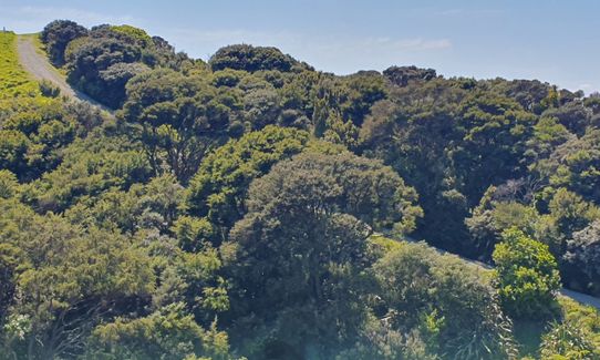 Tawharanui Loops, Auckland