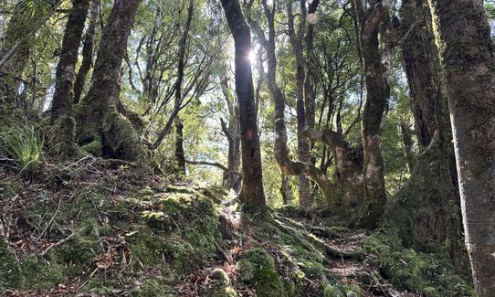 Tawhiuau