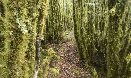 Te Iringa (Kaimanawas)