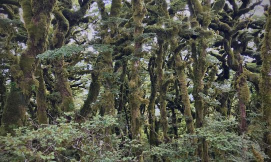 Te Iringa (Kaimanawas)