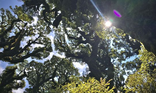 Te Iringa (Kaimanawas)