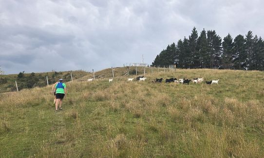 Te Kuri Farm walkway, Gisborne