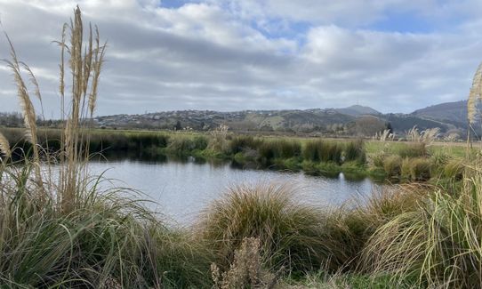 Te Kuru Wetland Tour, Canterbury