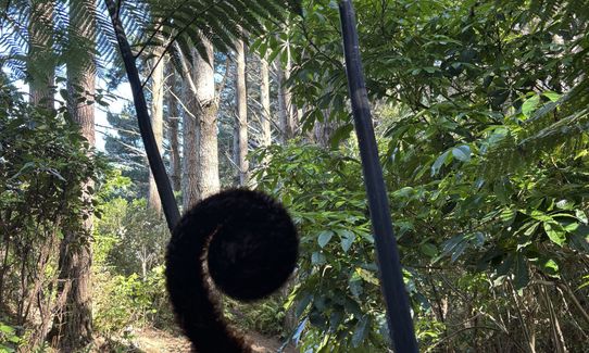 Te Ngahere-o-Tawa Loop, Wellington