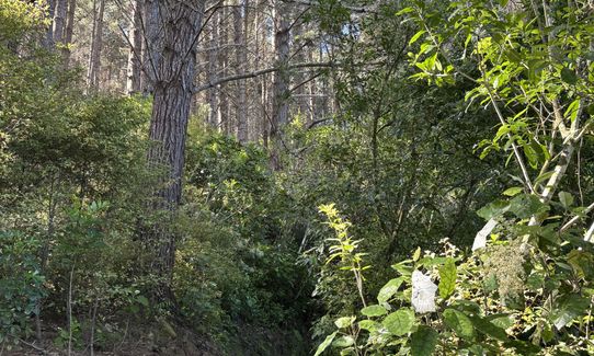 Te Ngahere-o-Tawa Loop, Wellington