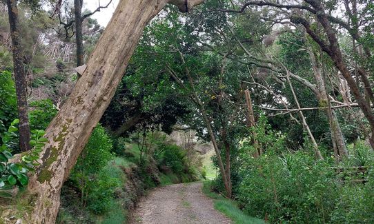 Te Rau Puriri Regional Park, Auckland