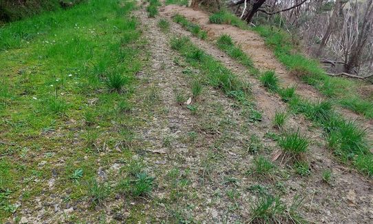 Te Rau Puriri Regional Park, Auckland