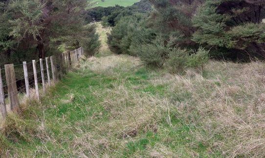 Te Rau Puriri Regional Park, Auckland