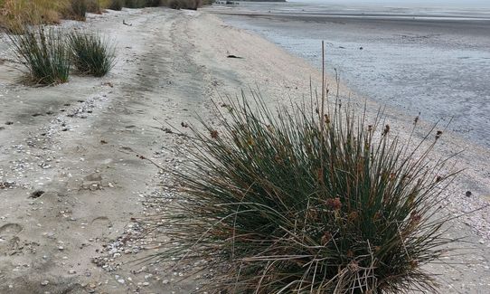 Te Rau Puriri Regional Park, Auckland