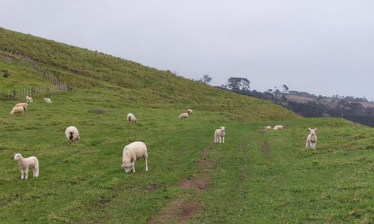 Te Rau Puriri Regional Park, Auckland