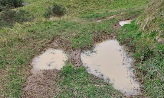 Te Rau Puriri Regional Park, Auckland