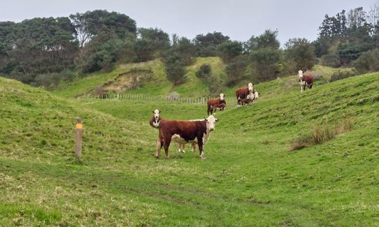 Te Rau Puriri Regional Park, Auckland