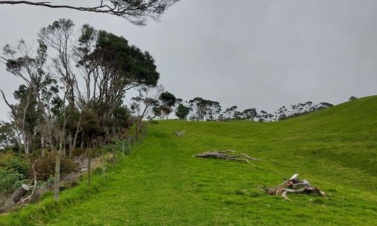 Te Rau Puriri Regional Park, Auckland