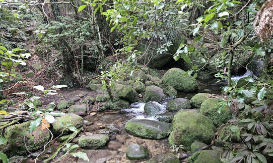 Te Whare Okioki & Mangamuka Huts Loop, Waikato