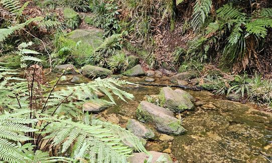 Te Whare Okioki & Mangamuka Huts Loop, Waikato