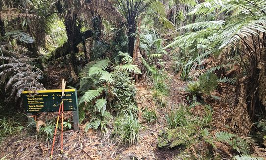 Te Whare Okioki & Mangamuka Huts Loop, Waikato