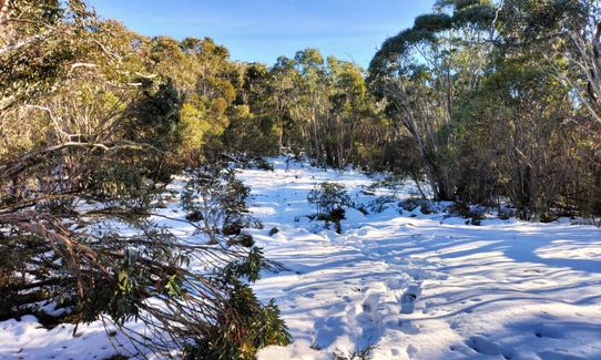Tidbinbilla Mountain - Camels Hump Loop, Australian Capital Territory