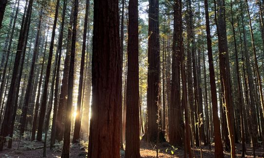 Tokorangi Pa Track, Bay of Plenty
