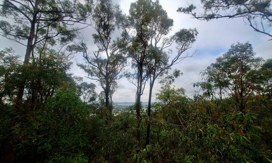 Toohey trot, Queensland