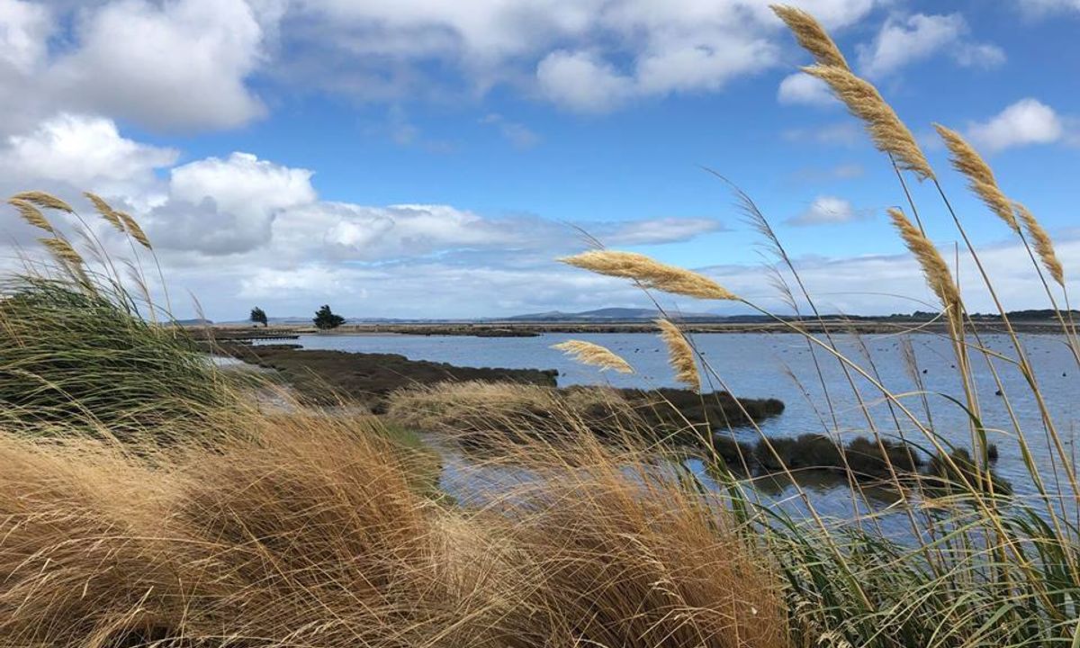 Invercargill Estuary, Southland