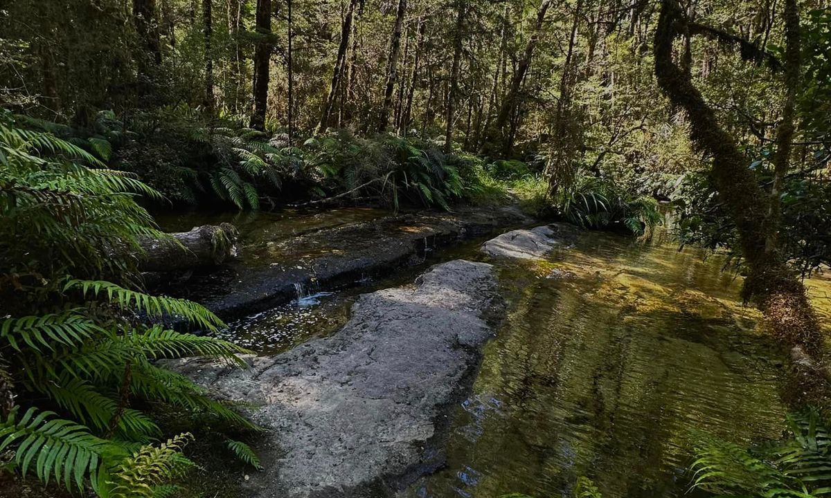 Johnson Creek Track, Tasman