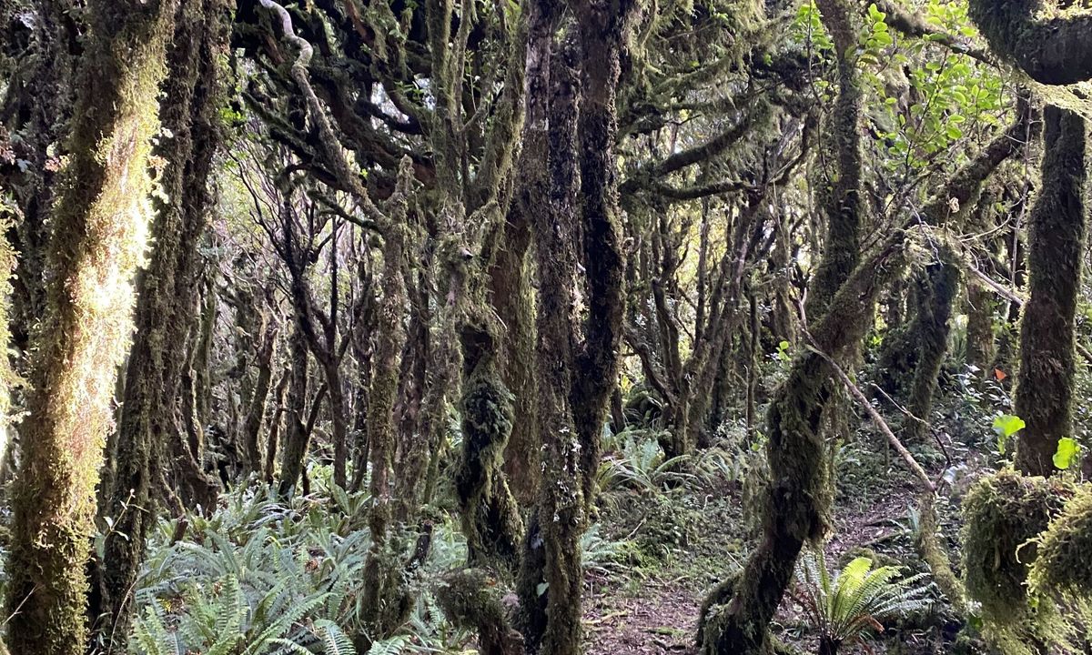 The Big Wainui Loop, Wellington