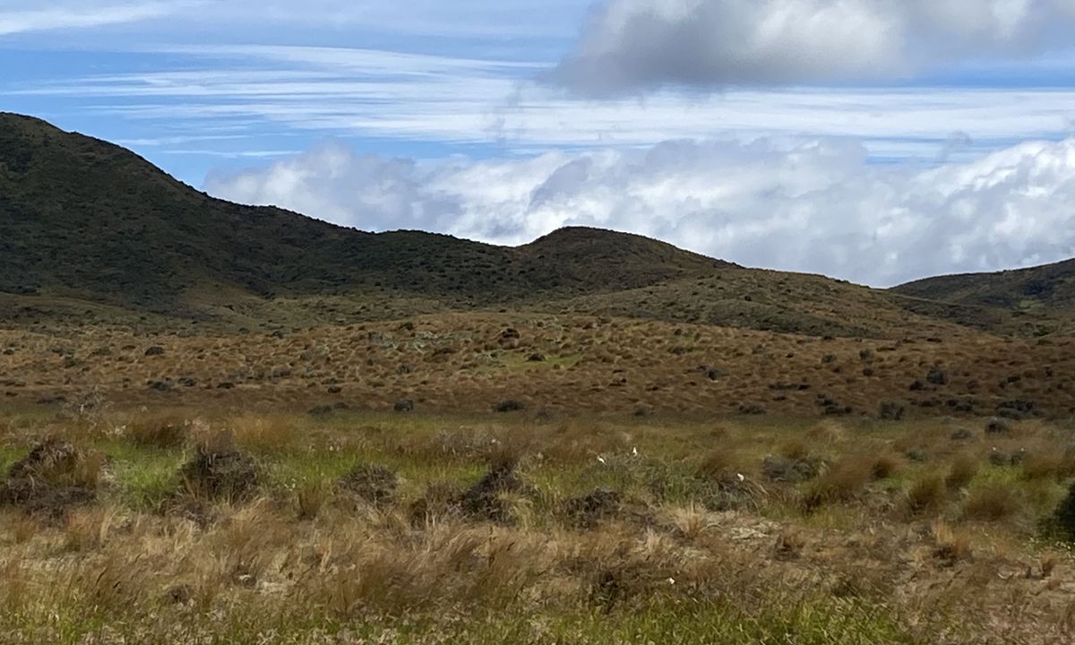 Eastern Tawa Reserves, Wellington