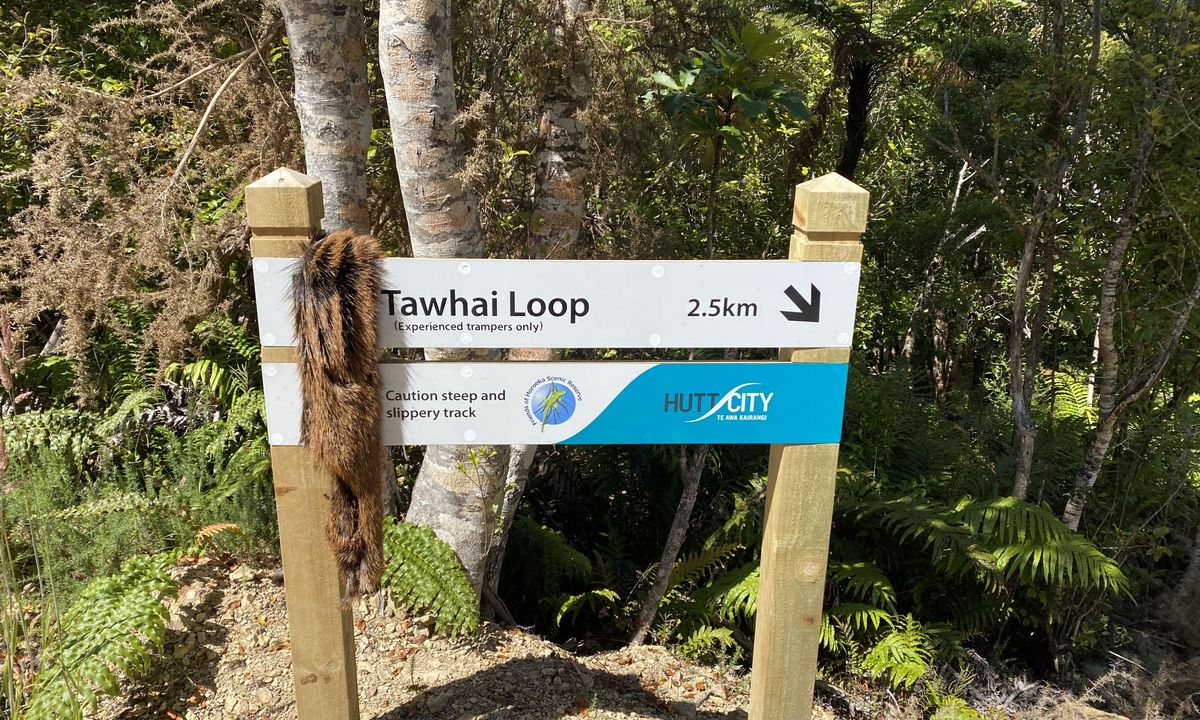 Tawhai Loop, Wellington
