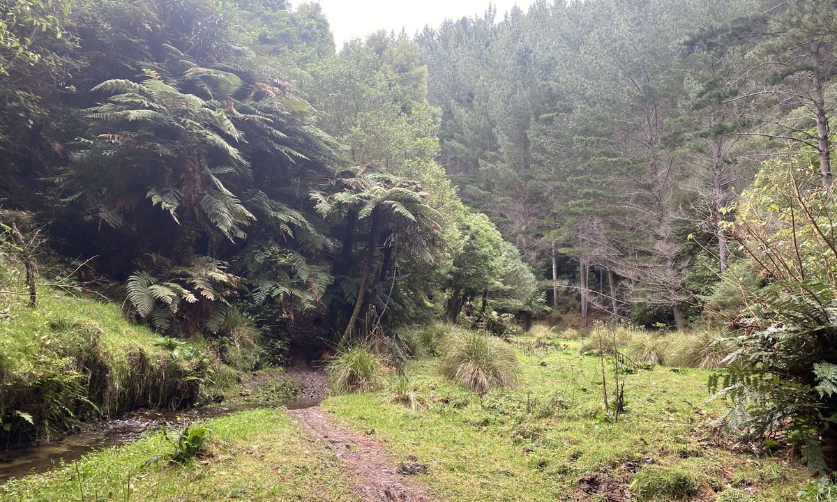 Mount Titi Full Bush , Wellington