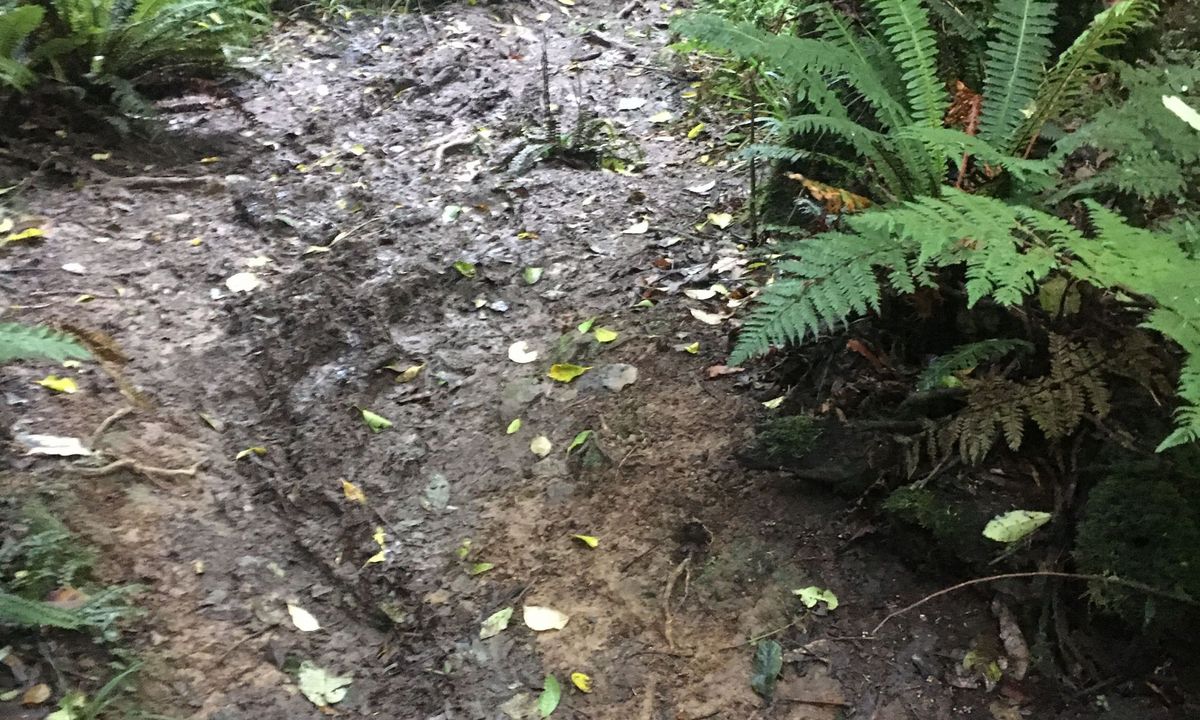 Sledge Track with Toetoe Loop & Otangane Loop, Manawatu - Wanganui