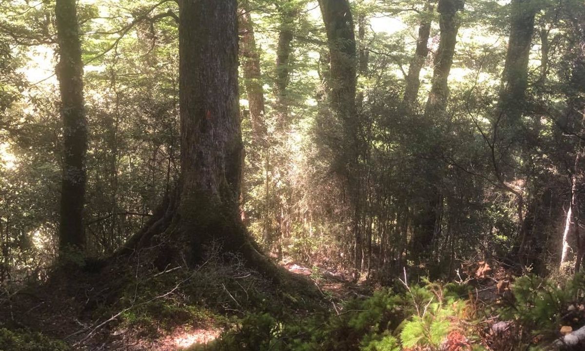 Kaimanawa Killer, Waikato
