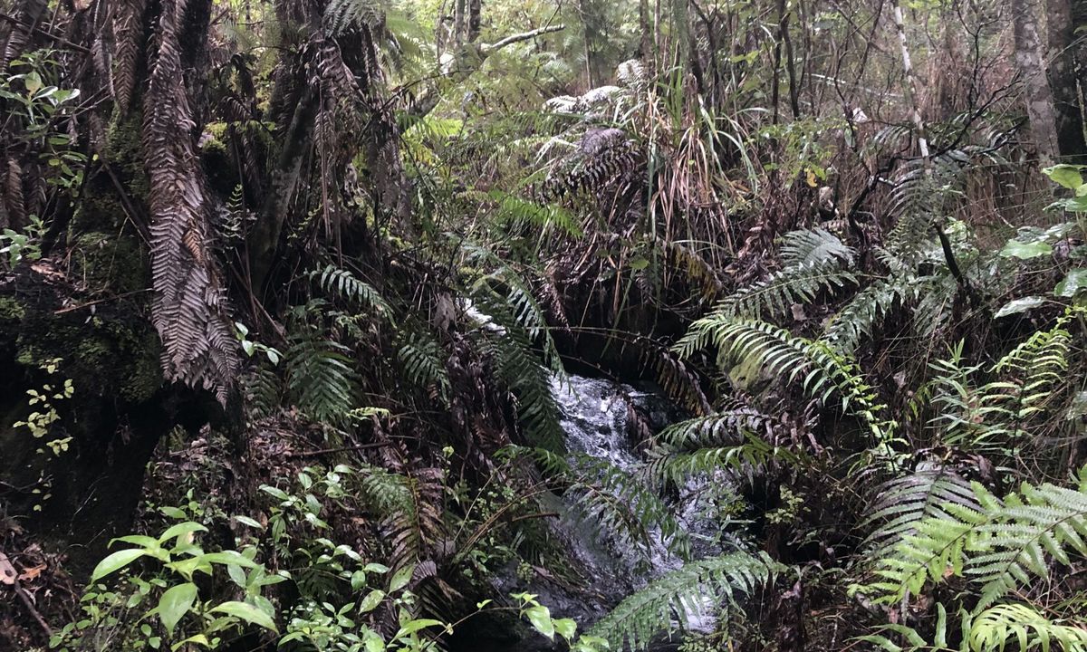 Ferry Landing to Hidden Bay, Waikato