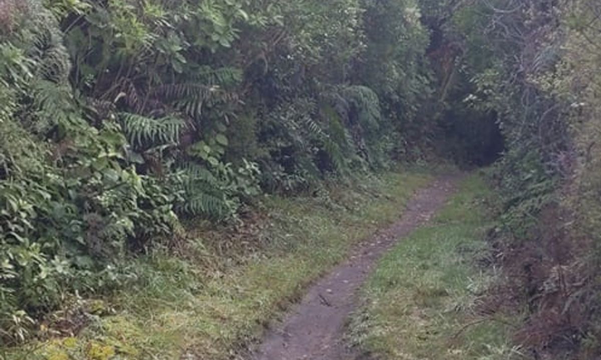 Great Lake Trail Loop, Waikato