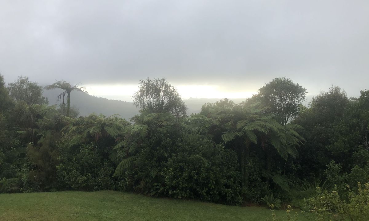 Rain Forest Romp at Pukeiti, Taranaki