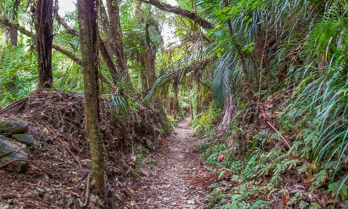 Wharekirauponga Track, Waikato