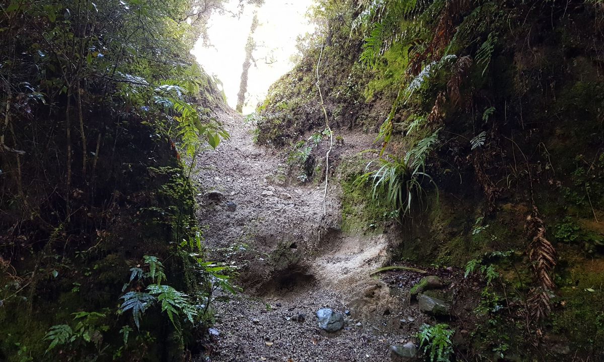 Te Iringa Track , Waikato