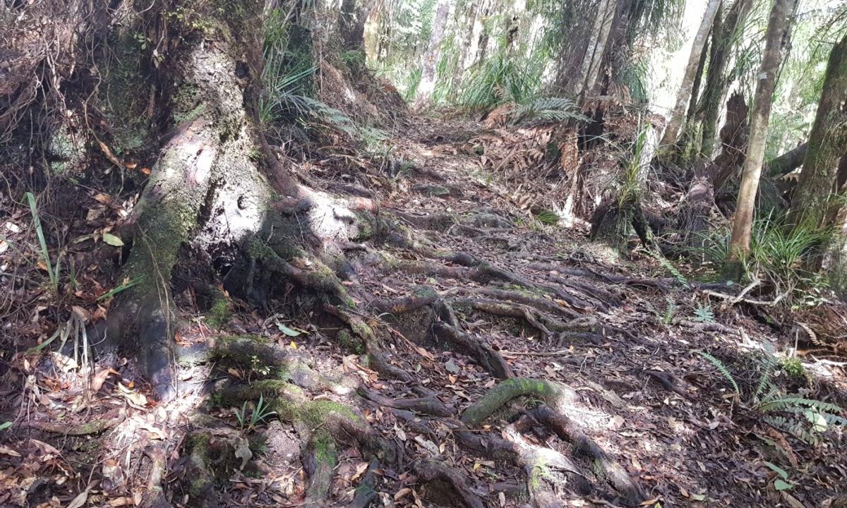 Kauaerangi Small Trails Tour, Waikato