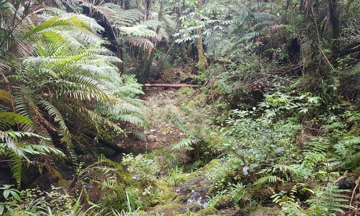 Kauaerangi Small Trails Tour, Waikato