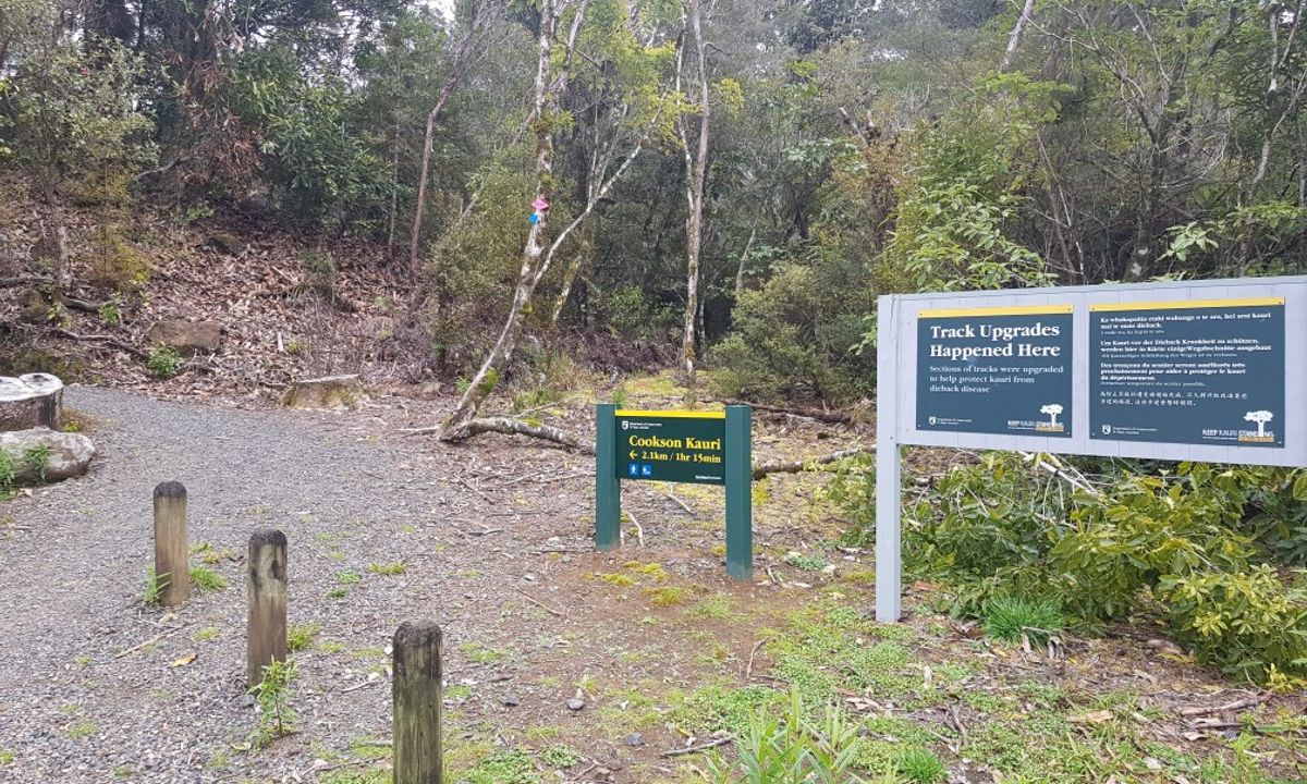 Cooksen Kauri Trail , Waikato