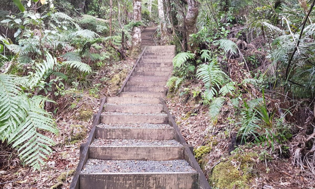Cooksen Kauri Trail , Waikato