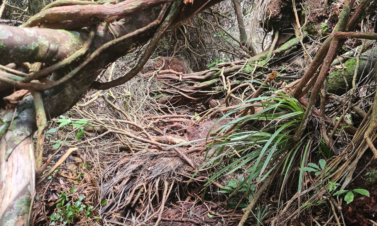 Henderson Tramline - Kaimai , Bay of Plenty
