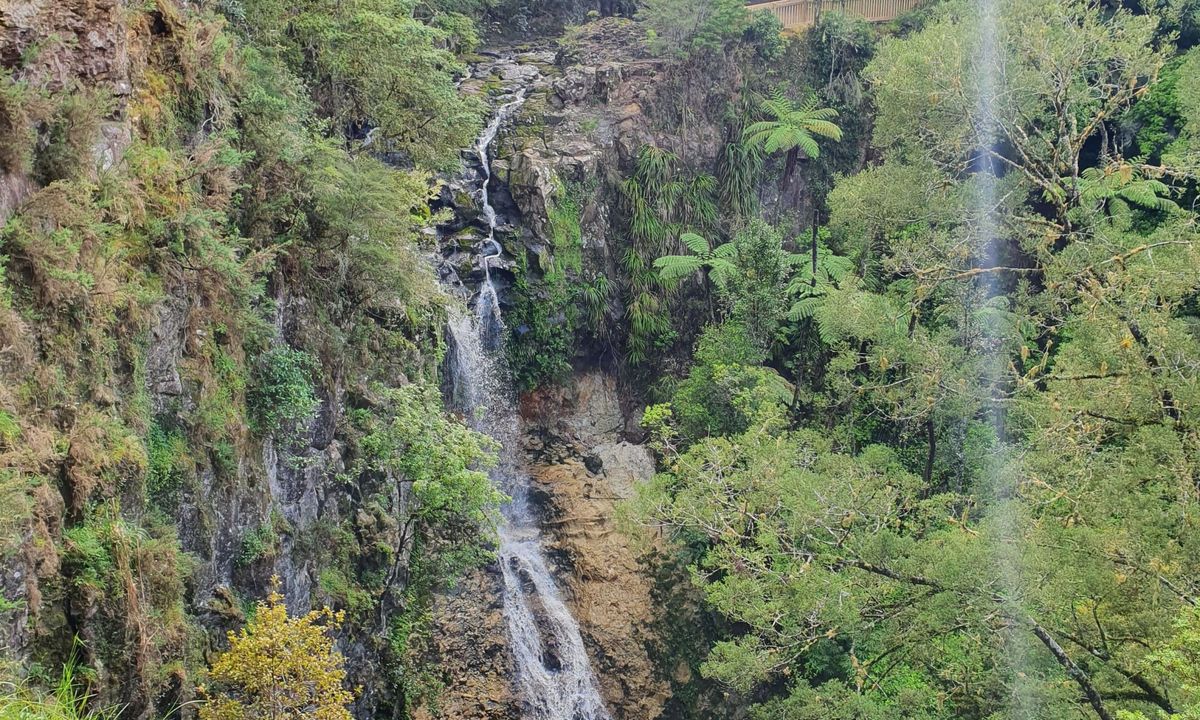 Waterfalls & Kauri!, Northland
