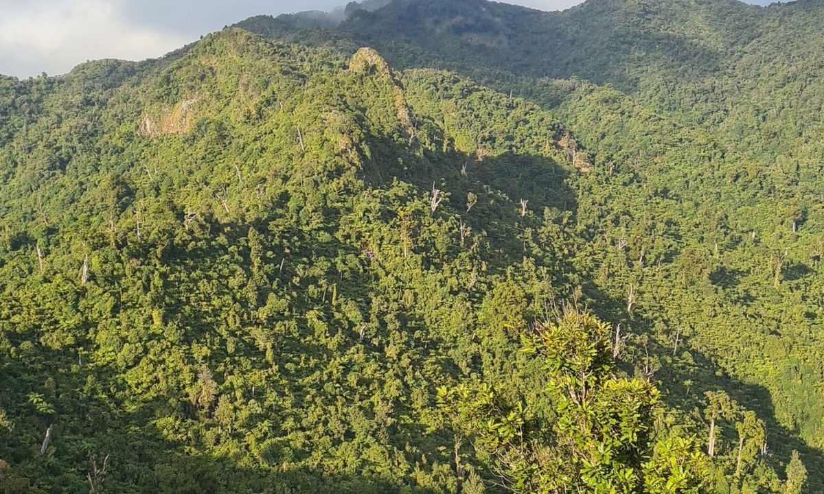 Pirongia