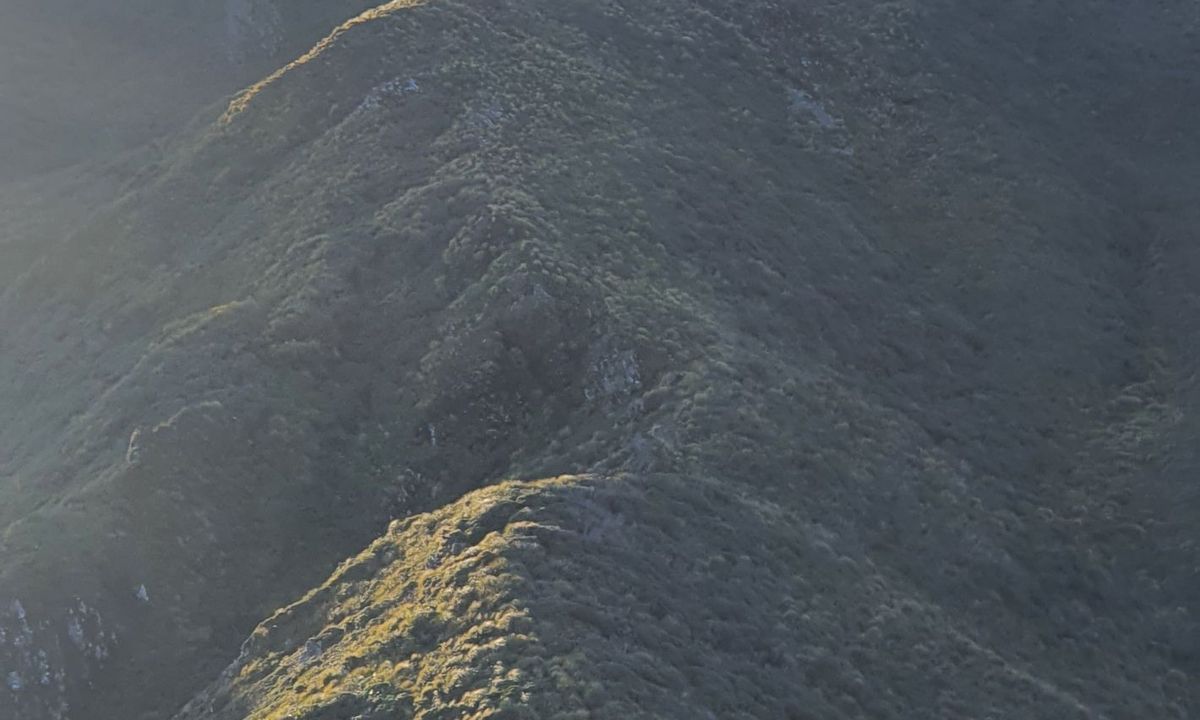 Herepai, Dundas, Cattle Ridge Loop, Manawatu - Wanganui