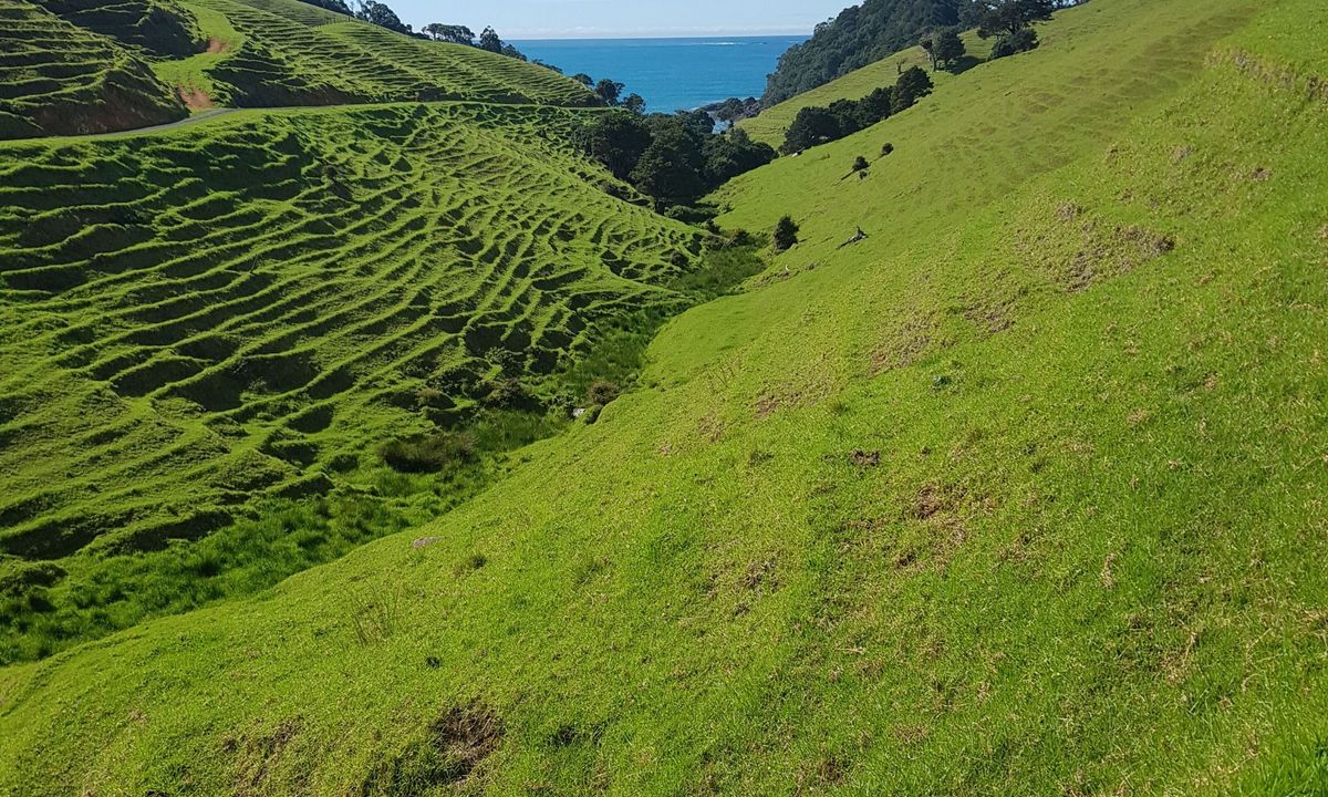 Whananaki Coastal Track, Northland