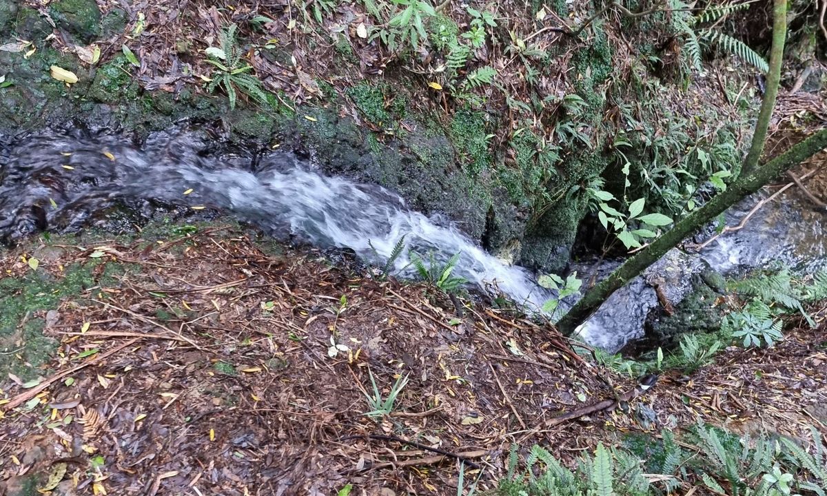 Kaimai Ranges North-South Track, Bay of Plenty