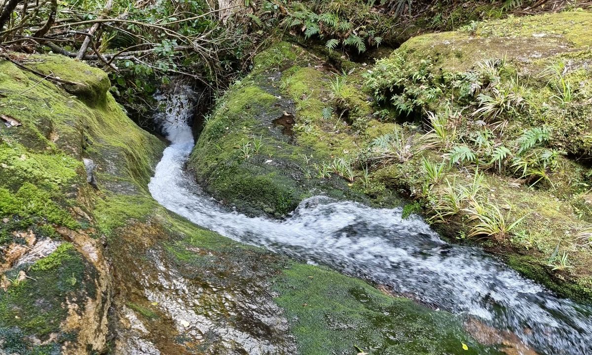 Kaimai Ranges North-South Track, Bay of Plenty