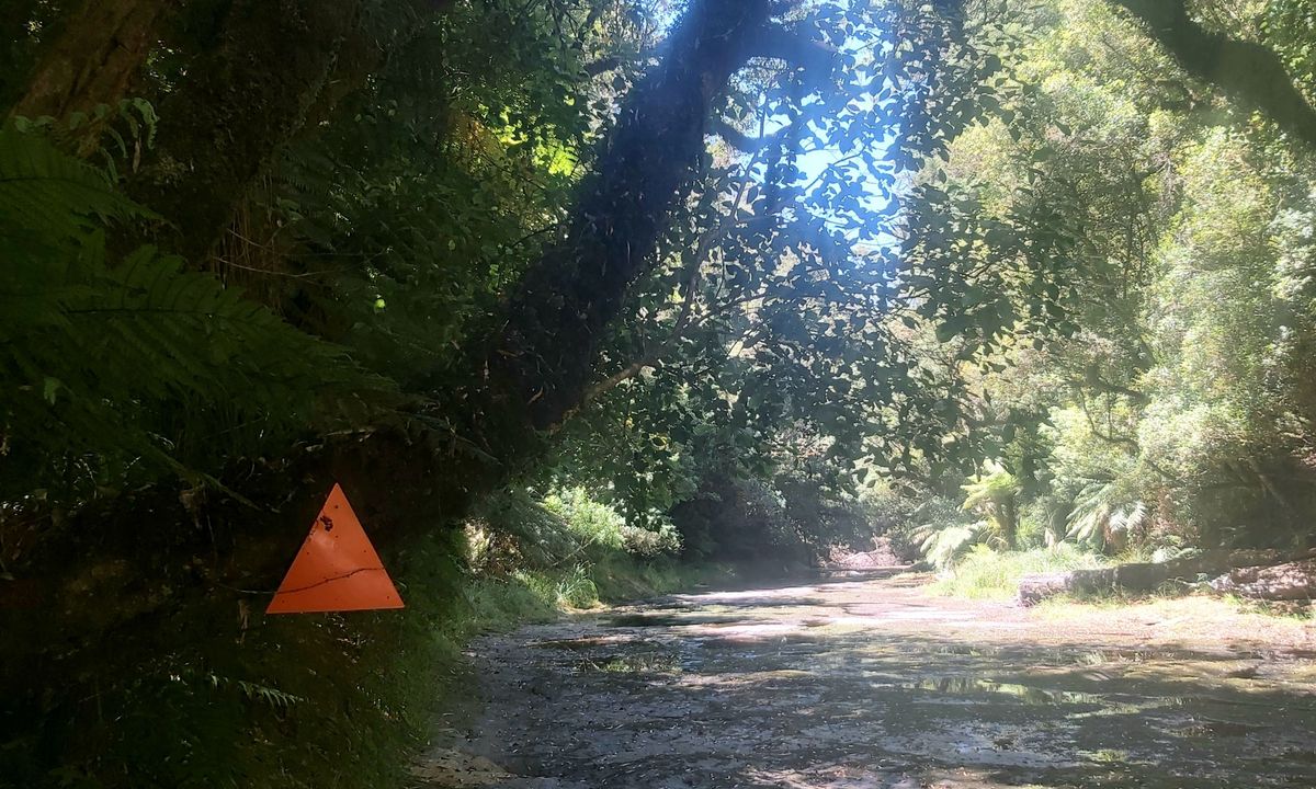 Mangorewa Loop Track , Bay of Plenty