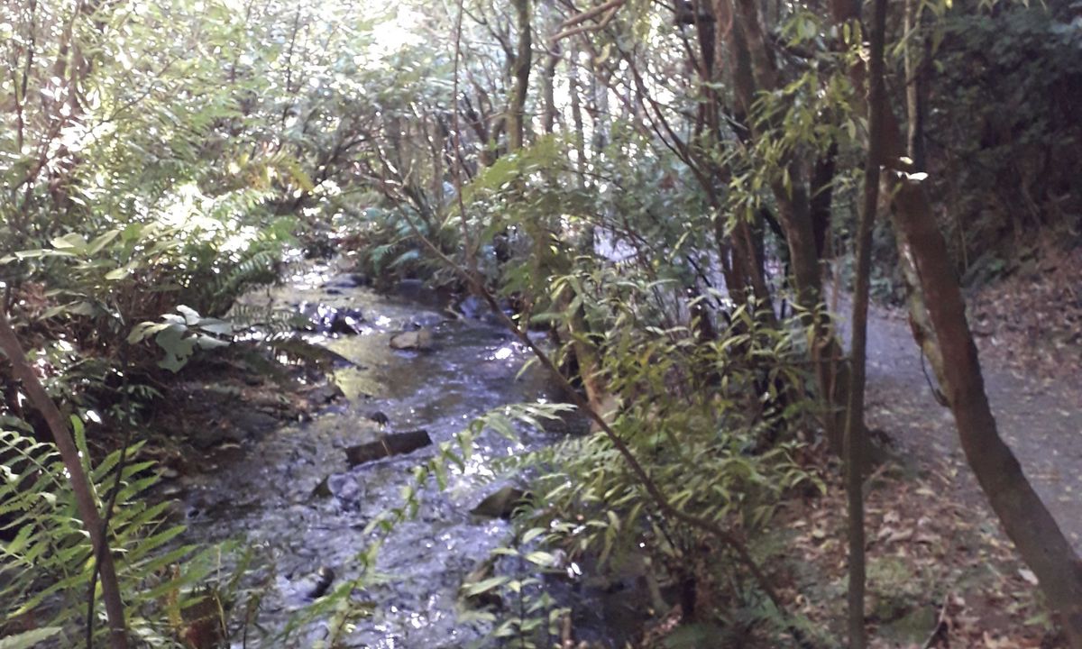 Birchville Dam Loop, Wellington