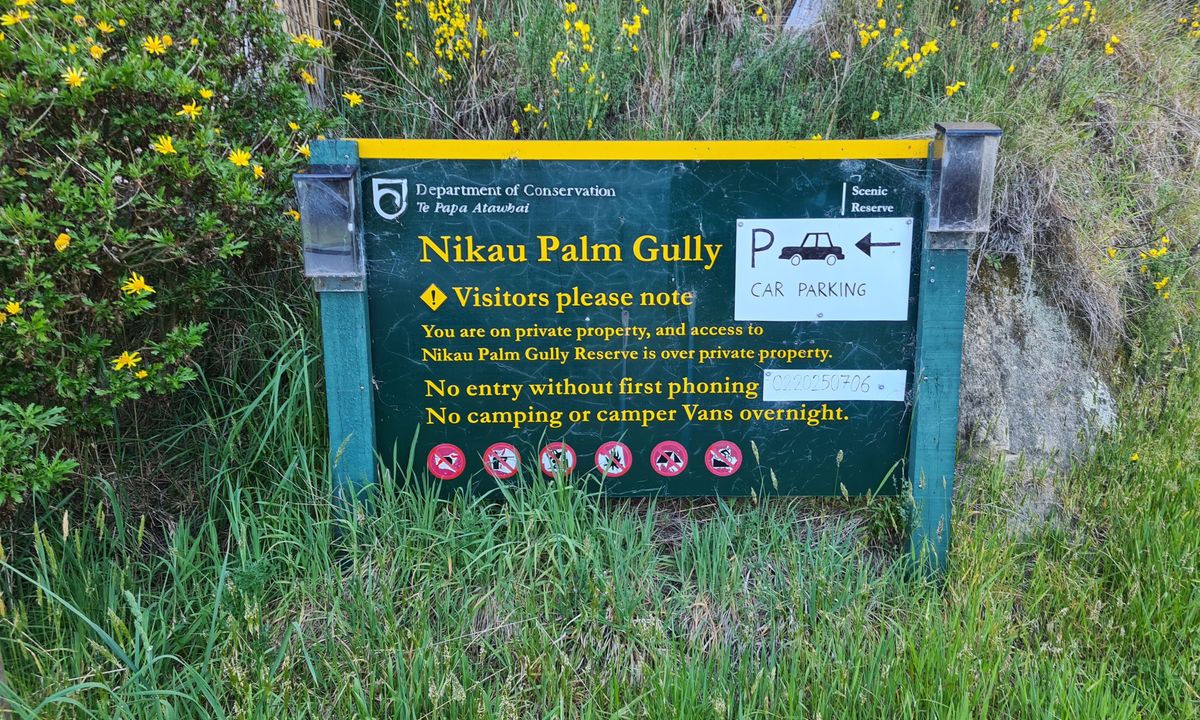Nikau Palm Gully, Canterbury
